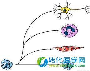 机械力如何影响干细胞分化？