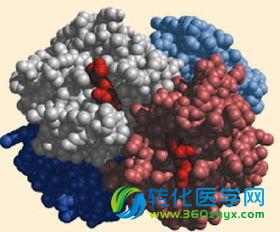 葛高翔PLOS Genet揭示胶原蛋白促肿瘤发展新机制