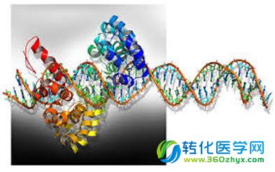 赵惠民教授Nature子刊：基因组编辑蛋白的寻靶机制