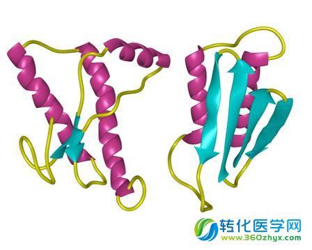 Nature：基因突变阻断朊蛋白