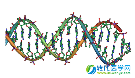 科学家阐明引发恶性脑癌的特殊基因突变