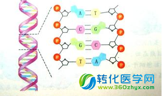 人造碱基能像天然DNA那样连接 有助合成生物学研究