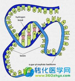 曹雪涛院士权威期刊发表miR-92a抑制抑癌基因p21的表达