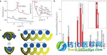 中国科大合作研究揭示引起自身性免疫疾病的分子机制