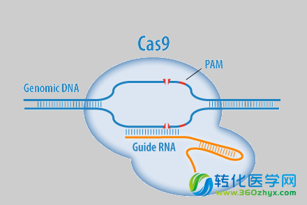 Nature：工程化的CRISPR-Cas9核酸酶突变体或可提高基因编辑的效率