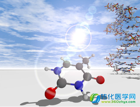 Nat Commun：阐明DNA分子免于紫外损伤的分子机理