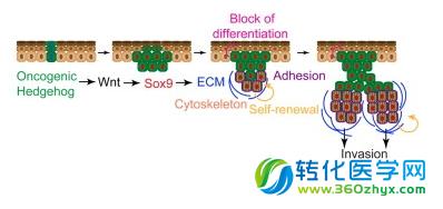 Cellstemcell：sox9调节皮肤癌细胞自我更新促进肿瘤转移和侵袭