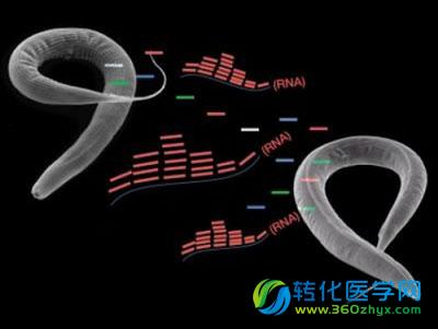 PNAS改写教科书：促癌的小分子RNA新家族