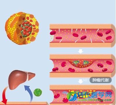 Cell子刊：肿瘤代谢的另一种机制