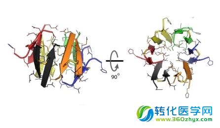 诺奖得主连发四篇文章：长期记忆靠朊蛋白维持