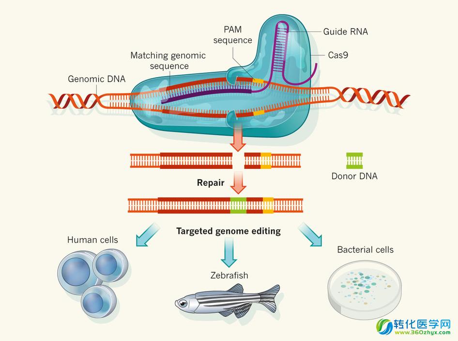 Developmental Cell:伯克利大学的科学家通过剪切基因组，构建了Cas9的筛选文库