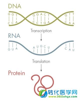a,t,g,c四种核苷酸,dna首先转录得到rna,然后形成特定的蛋白质