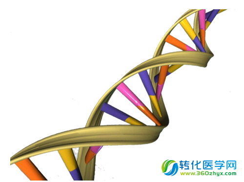 阻断特殊基因就可帮助减肥