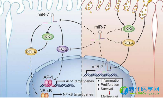 我国科学家发现引发胃癌的特殊microRNA分子—miR-7