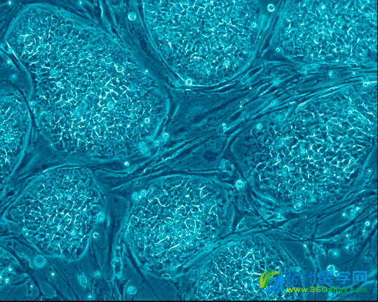 科学家揭示对胚胎干细胞分化至关重要的特殊基因