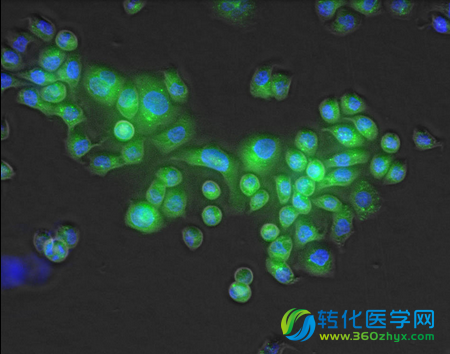 NIH斥资4820万美元建立祖细胞转化医学研究联盟