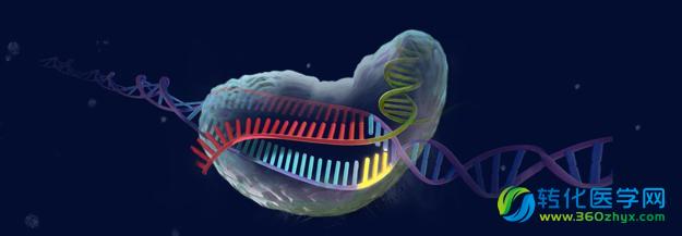 Science:Cas9工作构象成功探明