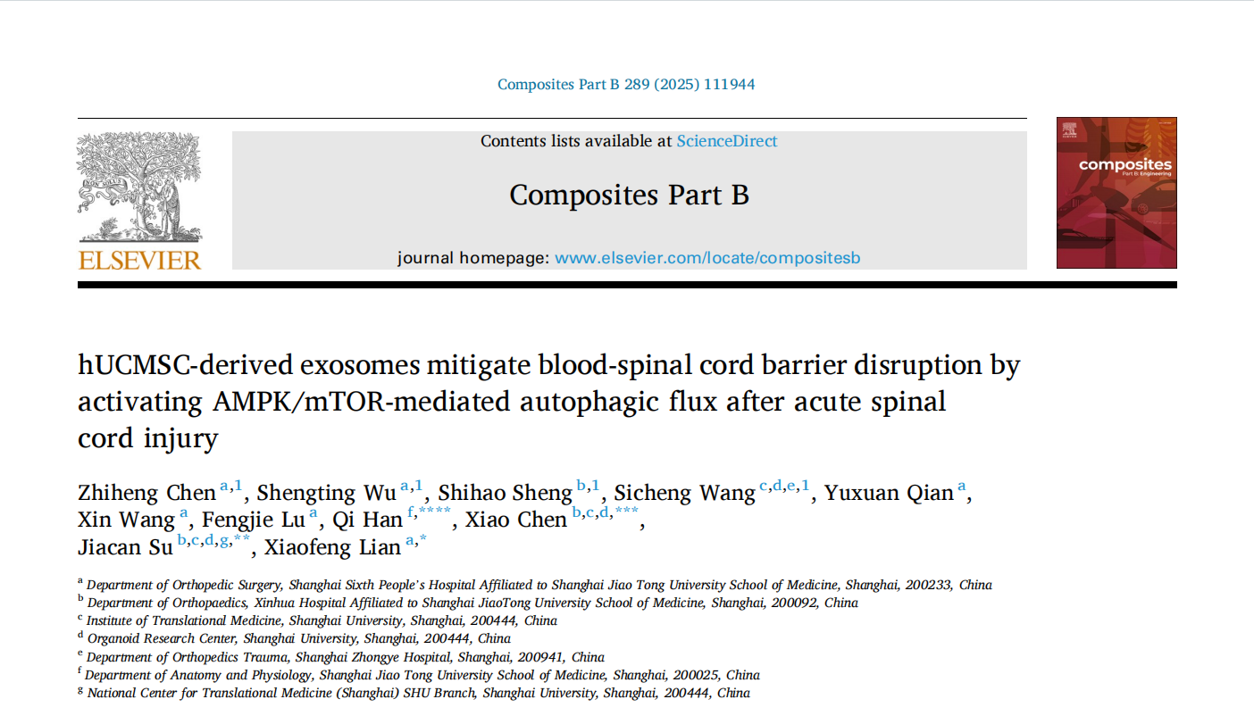 连小峰团队&苏佳灿团队联合研究：hUCMSC-exos通过调节AMPK/mTOR介导的自噬减轻脊髓损伤后血脊髓屏障破坏 | Composites Part B