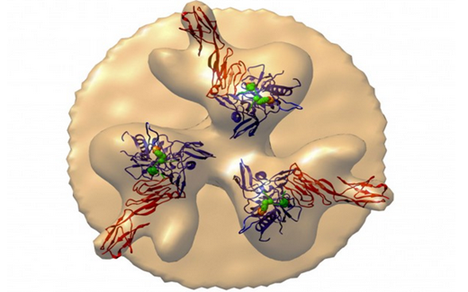 Nature：使用人工抗体阻止HIV感染