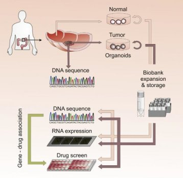 Cell：肿瘤3D生物样本库的建立或可用于开发个体化药物筛选技术