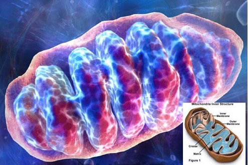 Natue系列综述：线粒体蛋白酶在人类健康衰老和疾病中的新作用