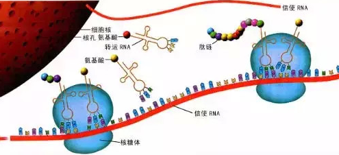 PNAS：mRNA诊断早期卵巢癌成为可能 