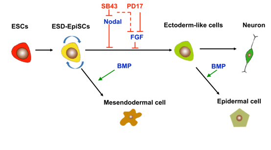 上海生科院等通过抑制Nodal信号获得外胚层前体细胞