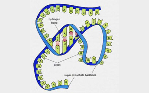 Genome Biology：RNA-seq需要多长的读长？