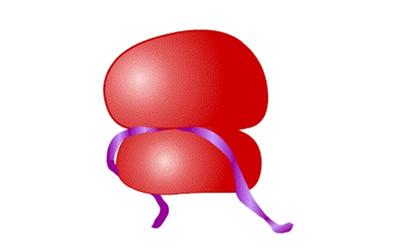 Cell惊人发现改写生物学教科书