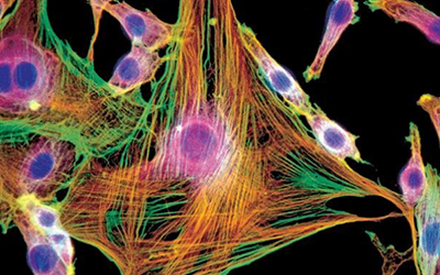 中科院学者最新Cell文章