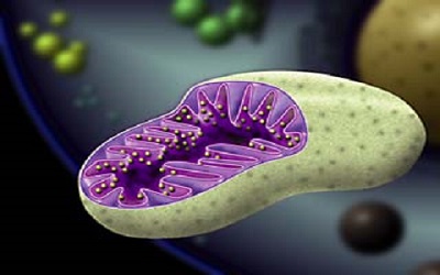 Nature：线粒体基因缺陷改造新策略