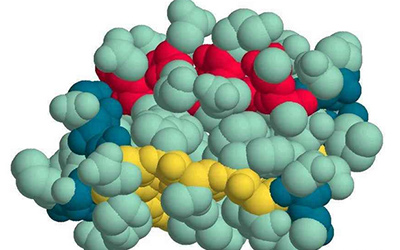 PNAS：人工合成小蛋白提示癌症发生新线索