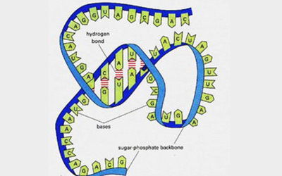 Genome Research全面解读基因组miRNA