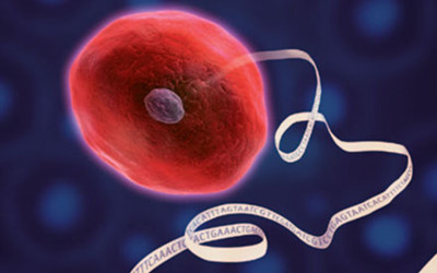 单细胞RNA-seq发现调节干细胞发育的新基因