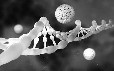 “垃圾DNA”或是编码DNA的“卫士”