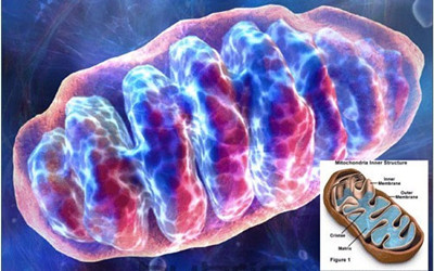 Science破解线粒体重要谜题