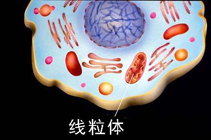 Nature揭示生命进化最重要的里程碑