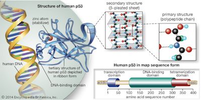 Nature子刊：计算机模拟揭露p53弱点 为对抗癌症开辟新道路