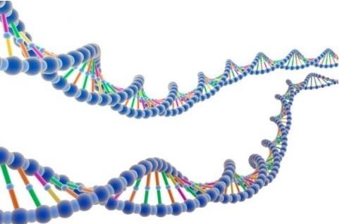 首次发现细菌病毒携带动物DNA