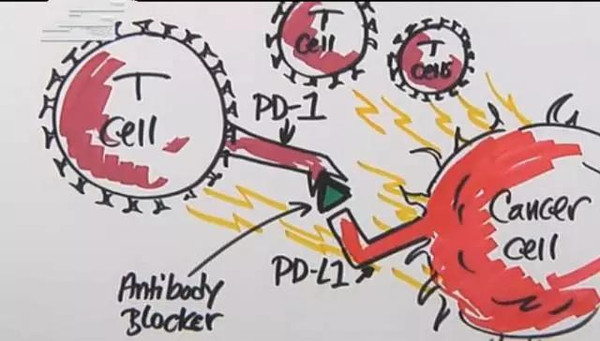 PD-L1再传捷报， PD-1通路热点都在哪？