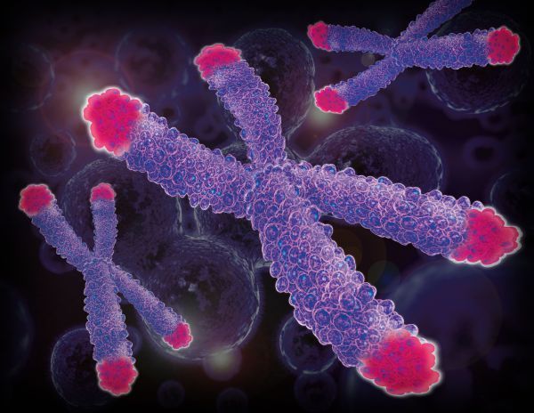 [Science]端粒酶竟然不是唯一控制端粒长度的蛋白，新发现为抗老化研究带来新的契机