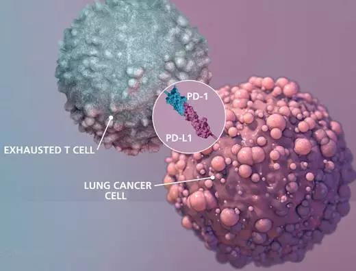 Science：癌症免疫治疗重大突破！复苏的 T 细胞仍需要燃料