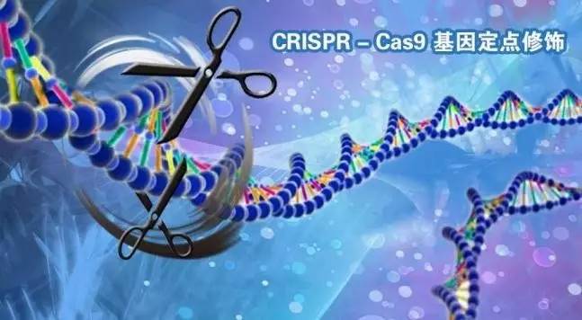 Cell：科学家首次观察到CRISPR-Cas3切割DNA关键步骤，防止脱靶或成可能！