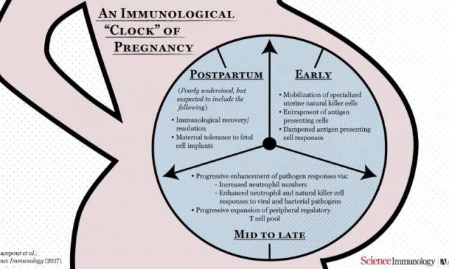 怀孕期间的免疫系统变化准确时间