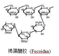 转化医学的新领域：深海生物医学 从小分子褐藻糖对癌症的辅助治疗看深海生物医学的临床未来