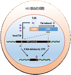 复旦团队研制出诱导型基因编辑ZFN靶向切除近10kb 全长HIV-1前病毒