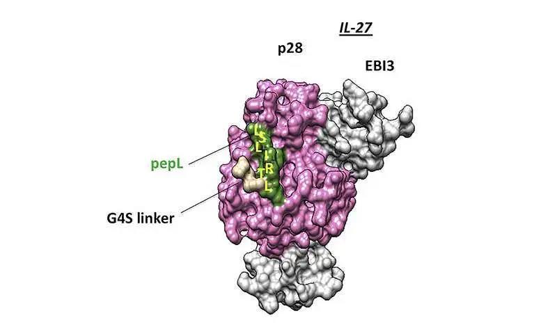 【研究】癌症科学家的目标：利用蛋白质的力量来阻止肿瘤的生长