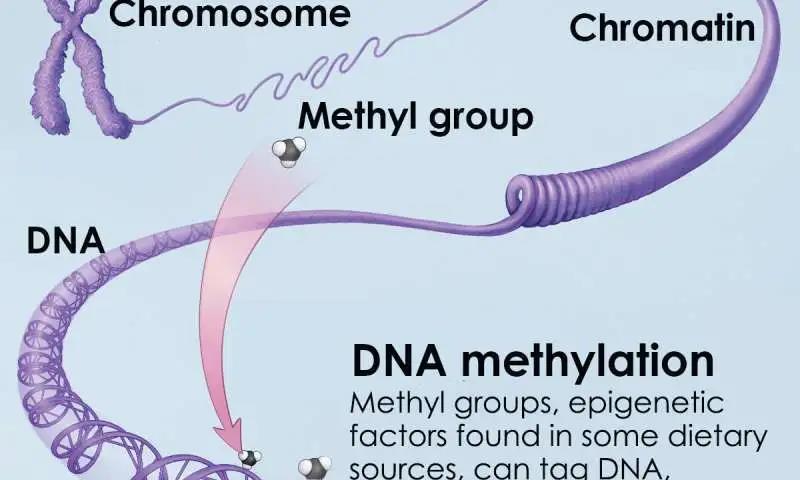 【Cell子刊】表观基因组可作一种治疗策略来预防视力丧失