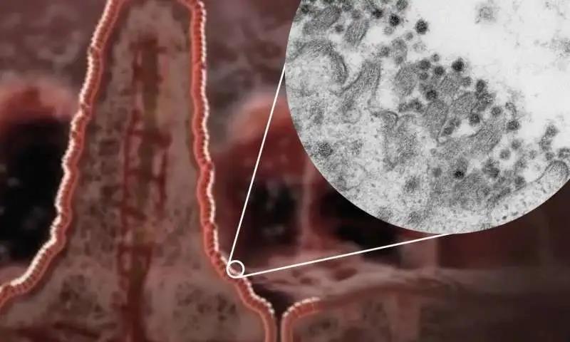 【Science】SARS-CoV-2可感染肠道细胞并在其内繁殖