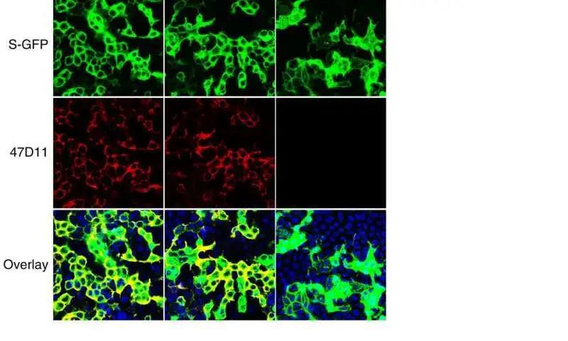 【Nature子刊】研究人员报告发现了可阻断细胞中SARS-CoV-2感染的抗体